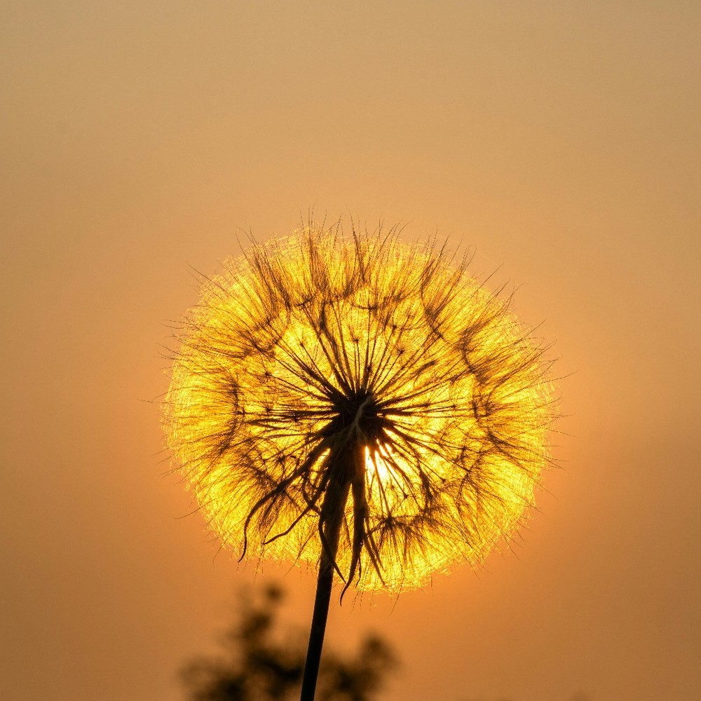 Meet your Posher, Janice